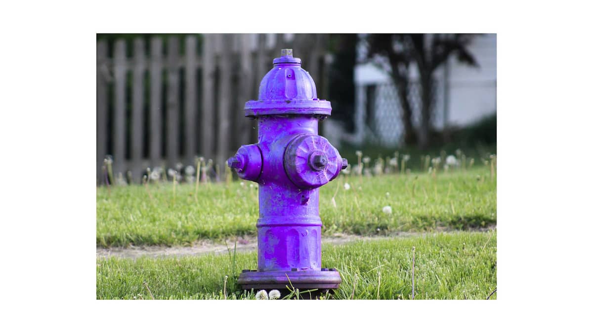 A bright purple fire hydrant standing on a green lawn with dandelions, in front of a wooden fence and residential background.